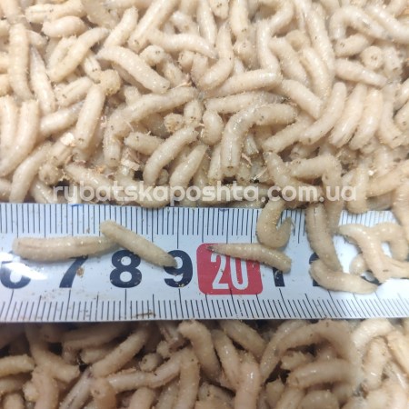 2398516252_w640_h640_oparysh-1kg