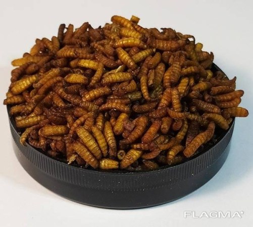 2939154713_w640_h640_oparysh-suhoj-maggot