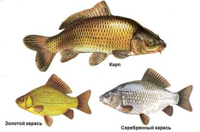 3590671503_w640_h640_kombikorm-dlya-ryby